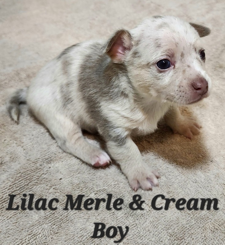CHIHUAHUA PUPPIES MERLES & STANDARD COLORS! Dogs & Puppies