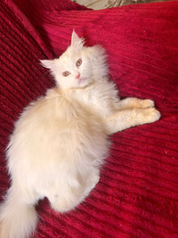 Creamy Persian Cat for Adoption