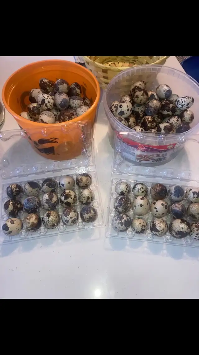 Quail eggs in Livestock in Hamilton - Image 4