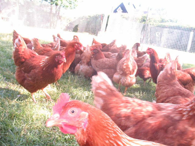 poulettes rouses de 19 sem disponible le 3 mai dans Services pour animaux  à Ville de Québec - Image 2