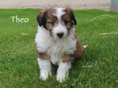 +1 (289) 205-3480. Calls or text Monday to sat. Beautiful sheltiepoo puppies ready for new homes Vet...