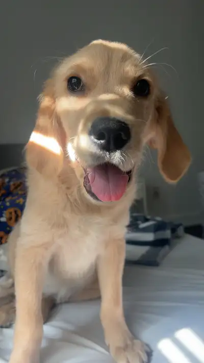 GOLDEN RETRIEVER PUPPY, View more