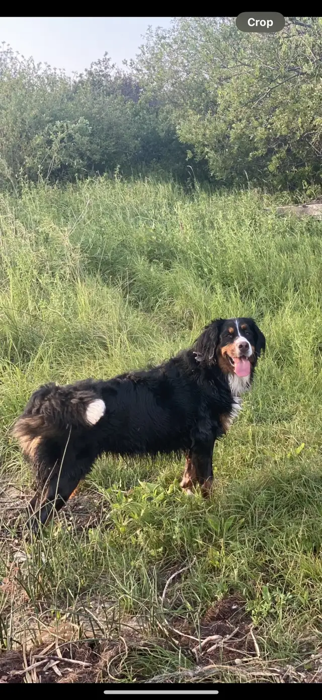 House Sitter/Rental in Alberta in Canada - Image 4