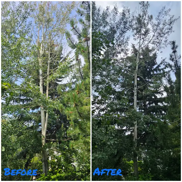 Tree service *ISA certified arborist* NW in Other in Calgary - Image 3