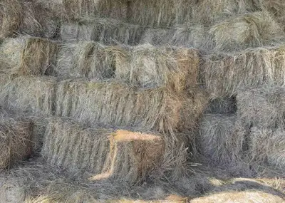 small square hay bales, View more
