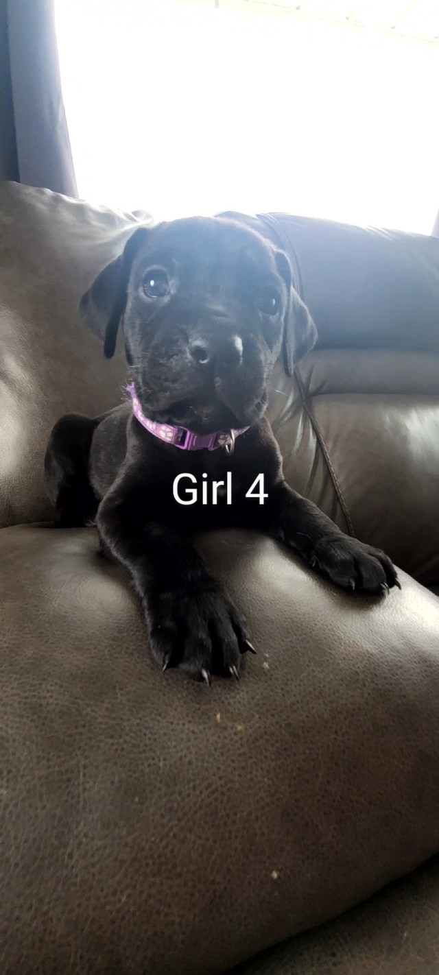 Cane Corso puppies, Ready Now Dogs & Puppies for Rehoming Penticton