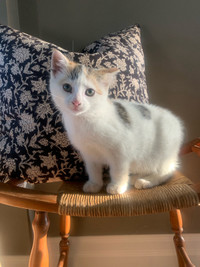 Calico kitten