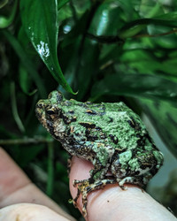 LOOKING FOR: Marbled Rain Frogs