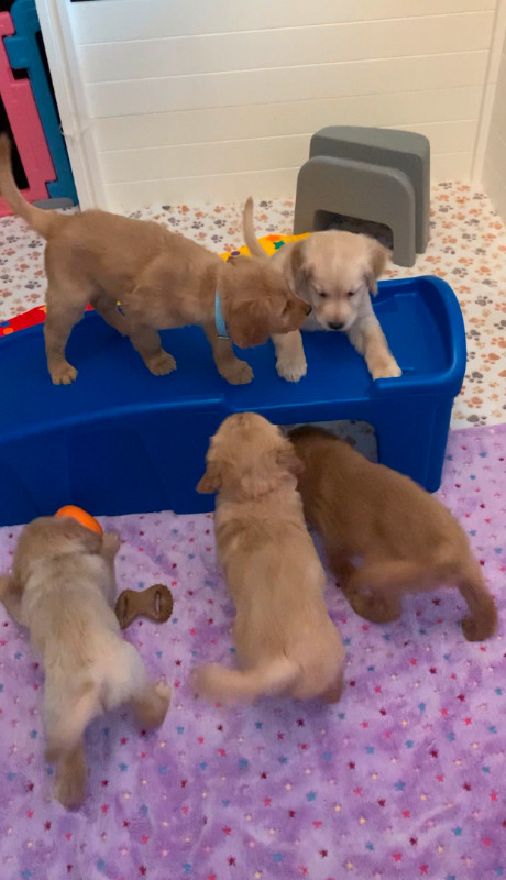 Golden Retriever Quality Breeder raises calm pups & therapy pups in Dogs & Puppies for Rehoming in City of Halifax - Image 3
