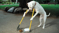 Dog poop and yard clean up (Services)