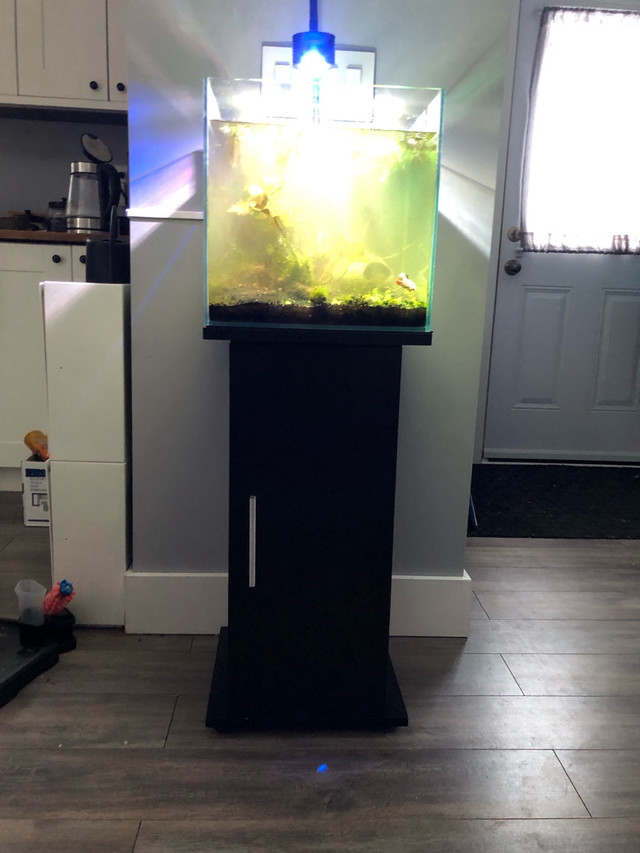 10 Gallon Rimless Cube Aquarium with Stand in Fish for Rehoming in Barrie