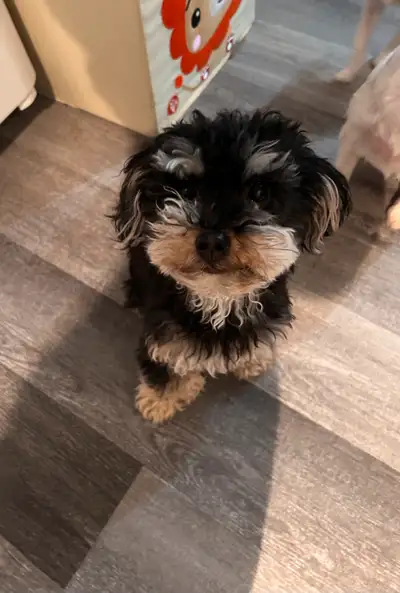 Marley est un mâle âgé d’un an et demi issu d’une mère Biewer Terrier X Bichon Maltais et d’un père...