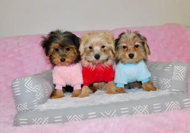 Tiny toy morkie puppies in Dogs & Puppies for Rehoming in City of Toronto - Image 9