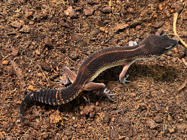 Mandarin black night x black night leopard gecko in Reptiles & Amphibians for Rehoming in City of Halifax - Image 2