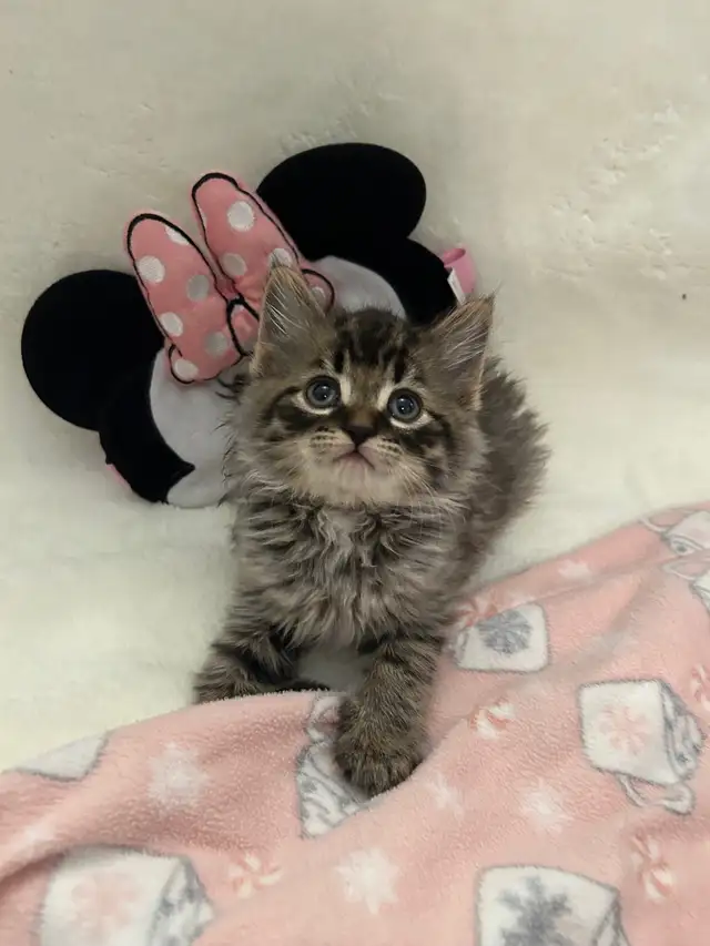 ♡ Siberian Kitten  ♡ health card* + sample food ❤️