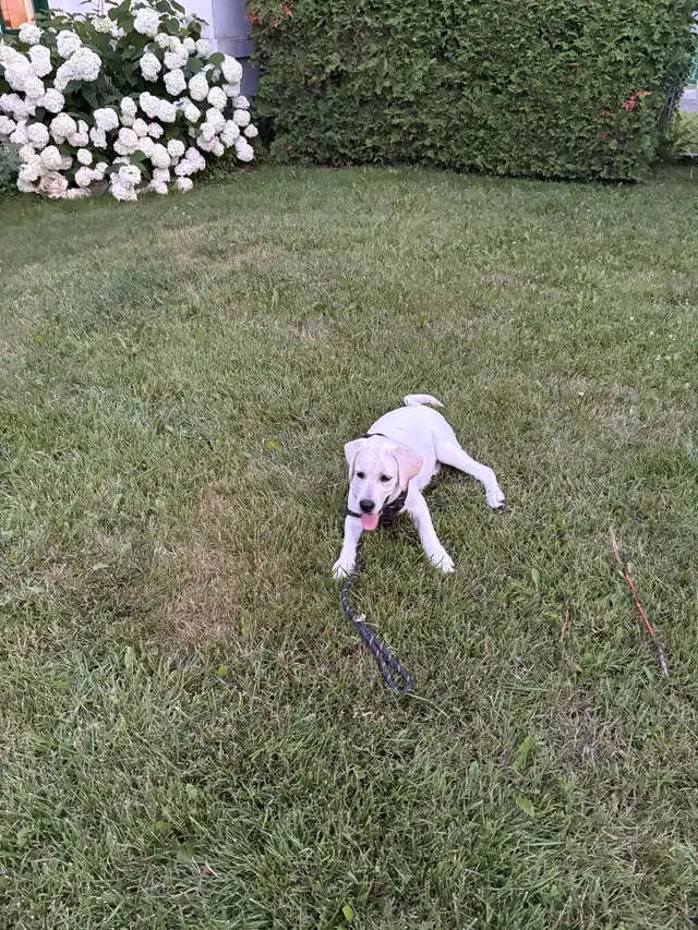 4 months old Goldador Puppy for Rehoming-vaccinated and friendly in Dogs & Puppies for Rehoming in Laval / North Shore - Image 3