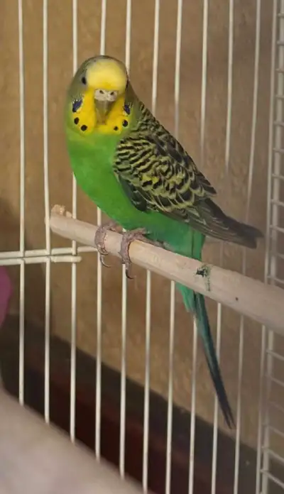 Have 4 birds- female budgies for $60 each, View more