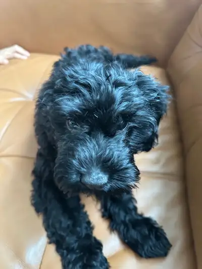  4-Month-Old Cockapoo , View more