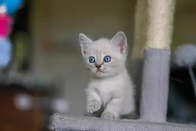 4 Munchkin Kittens, Short legs, Spayed/Neutered, View more