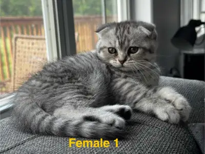 Scottish Fold/Straight kittens, 3 girls left - price inside, View more