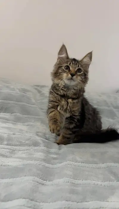 Siberian male kitten available , View more