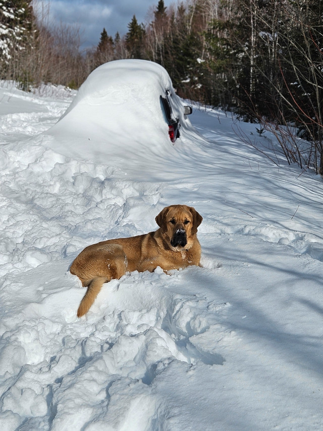 Lost male dog in Lost & Found in Cape Breton - Image 2