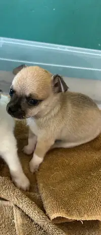 Purebred Chihuahua Female