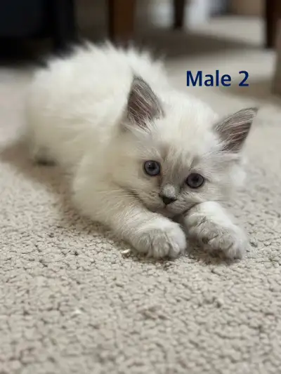 Scottish breeding kittens, View more