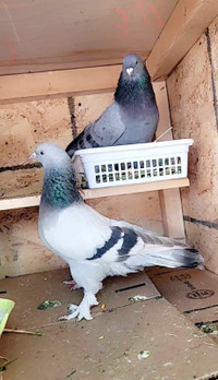 Turkish Pigeons