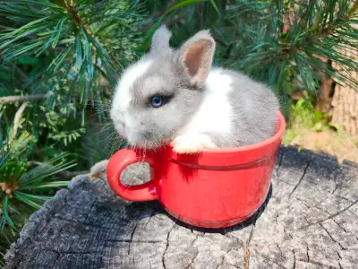 Rare blue-eyed white Netherland dwarf baby boy and Holland lop baby boy. Top show lines. Blue-eyed V...