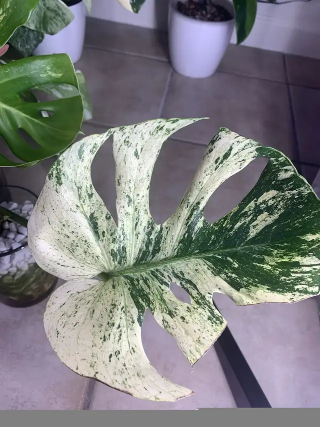 Flash sales on rare monstera wetsticks- 3 wetsticks $100 in Plants, Fertilizer & Soil in City of Toronto - Image 6