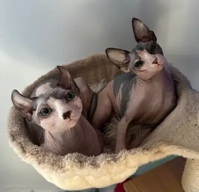 SPHYNX chaton, View more