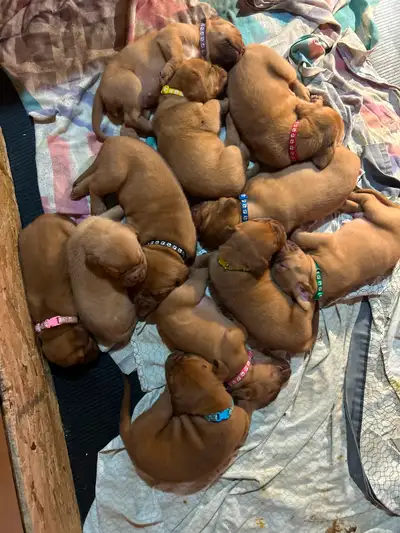 Chiot dogue de Bordeaux à vendre, View more
