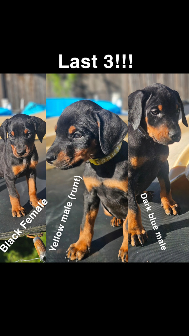 READY NOW! Purebred Doberman puppies ONLY A FEW LEFT in Dogs & Puppies for Rehoming in Mission - Image 2