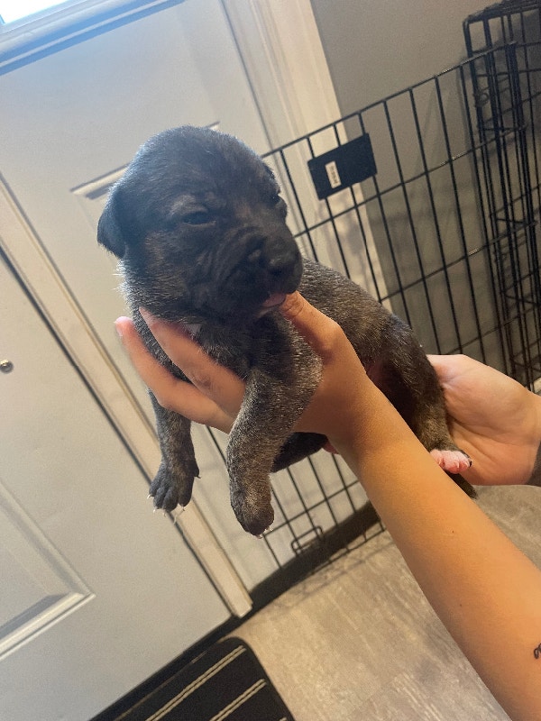Puppies Dogs & Puppies for Rehoming Timmins Kijiji