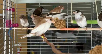 Young and healthy. All under 1 year old. M + F. Pick up or delivery possible for Ottawa/Gatineau. Pl...