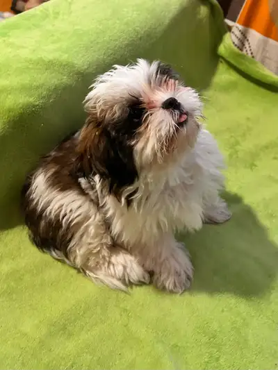 Shih Tzu,puppies ,100%, pure breed, View more