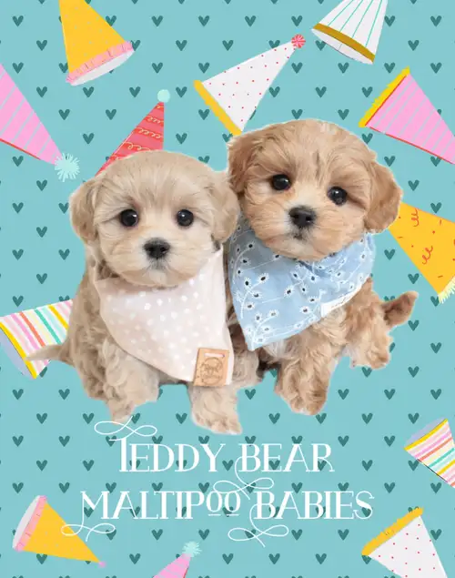 ❤️ Welcome to Teddy Bear Babies! ❤️ WE ARE LOCAL! Maltipoos and Occasionally Morkies ⭐️ Adoption Fee...