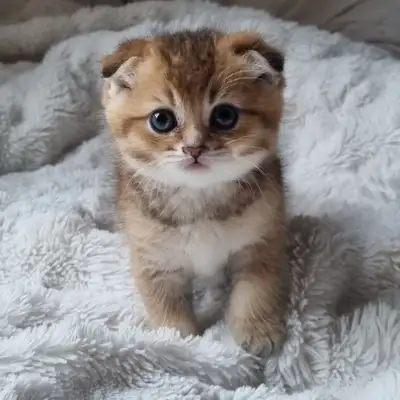 36 ads for by owner in Cats & Kittens for Rehoming in Halifax