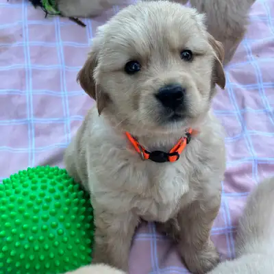 Golden retriever puppies, View more