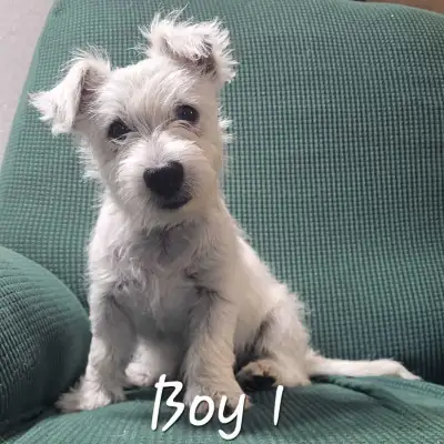Westie/West Highland Terrier Pups, View more