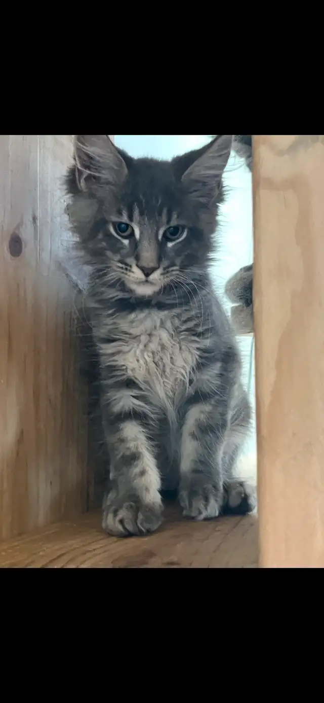 chatons maine coon Enregistrer TICA