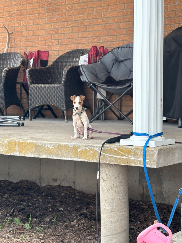 chiot Jack Russel  dans Chiens et chiots à adopter  à Victoriaville