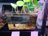 Pothos planted Tank for Betta Fish *SALE!