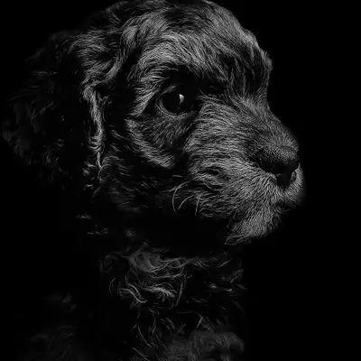 shi-poo puppies, View more