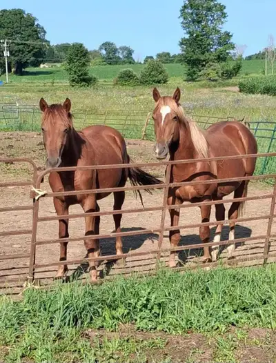 Quarter horse studs colts , View more