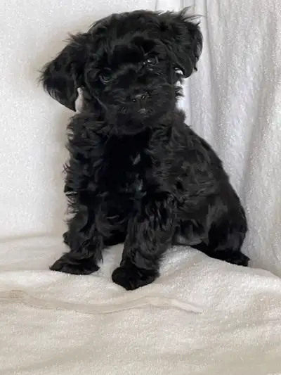 Yorkipoo (Yorkie/Poodle) Litter, View more