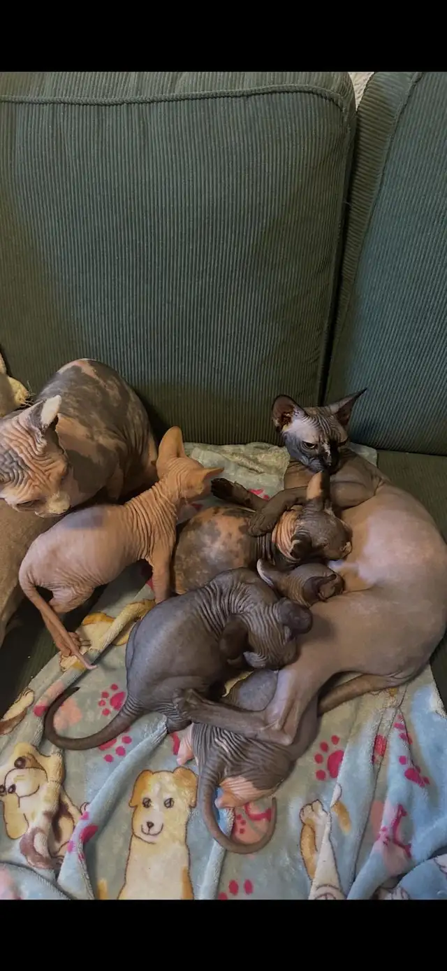 Chatons SPHYNX in Cats & Kittens for Rehoming in City of Montréal - Image 8
