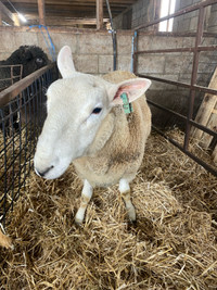 Purebred Isle of Skye North Country Breeding  Ram 