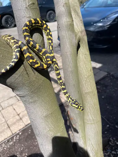Jungle python